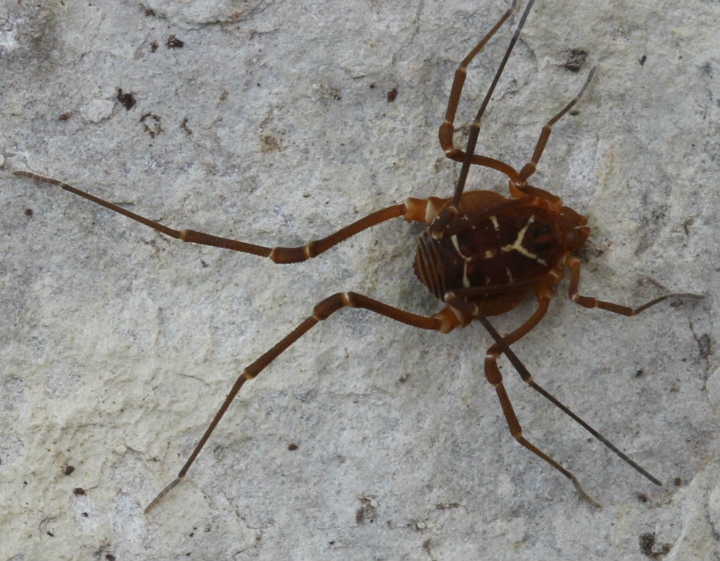 Harvestman